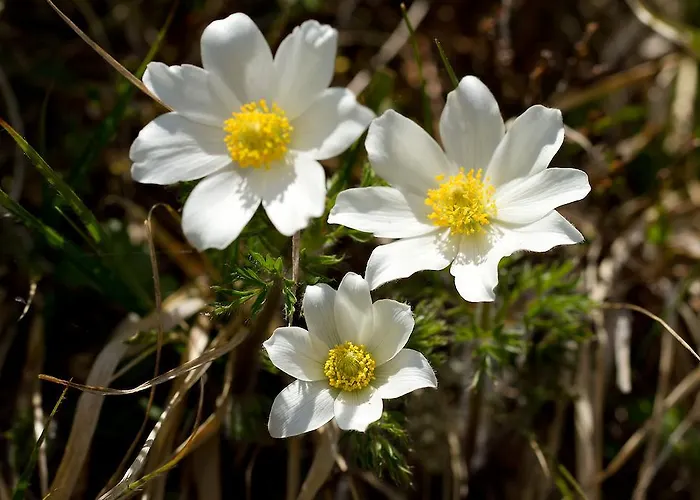 Aurora Apartman Kals-am Großglockner