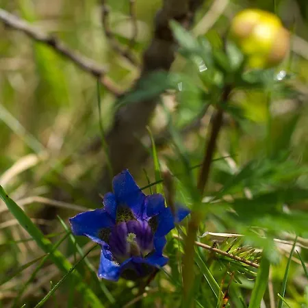 Aurora Kals-am Großglockner